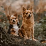Norman, Albert & Fergus - @prettynaffadventures - Instagram