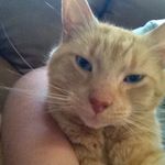 norman albert louise henry I - @norman_the_og - Instagram