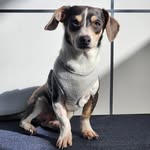 Norman Albert Metry - @norman.the.goodboy - Instagram