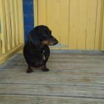 Stanley Norman Archer - @kingofthesausagedogs - Instagram