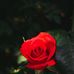 Norman Barton - Facebook