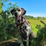 Norman Barton - @normanspots - Instagram