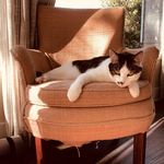 Stanley Flopper Norman Bayer - @stanley_on_the_move - Instagram