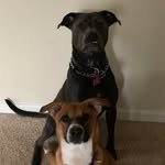 Batman And Riley - @normanbeans14 - Instagram