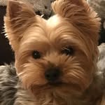 Norman “Bean” - @normiebean - Instagram
