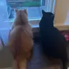 🐈Norm&bean🐈‍⬛ - @normandbean - TikTok