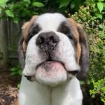 Norman - @norman.the.bernard - Instagram