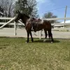 Norman Raber - @norman.raber - TikTok