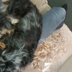 norman berry - @norman_the_dachshund_ - Instagram