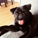 Norman Bevan - @norman.the.black.pug - Instagram