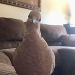 @norman.the.bird - Instagram