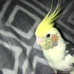 @norman.the.sassy.bird - Instagram