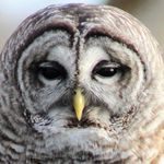 Norman Bird Sanctuary - @normanbirdsanctuary - Instagram