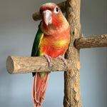 Norman - @norman_the_bird - Instagram