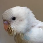 Norman The Bird - @holly.kunstar - Instagram