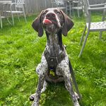 Norman the GSPointer - @norman_the_bird_dog - Instagram