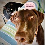 Norman🐕Bird🐕Kitty🐈‍⬛ - @gspandacat - Instagram