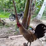 Norman Blas - Facebook