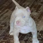 Norman Bloom Jr. - @bloomjr._norman - Instagram