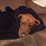 Norman “The Dog” Bloomfield - @norman_bloomfield - Instagram