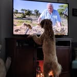 Norman Bond - @norman007thedoodle - Instagram