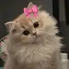 Norma Yanette - @norma.boo17 - TikTok