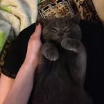 Norman - @normanboss_ - Instagram