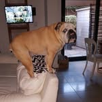 Norman "The Boss" Rubin - @norman_theboss_rubin - Instagram