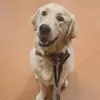 normanbossdog - @normanbossdog - TikTok