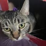 Norm Boucher - @hazel_.b_kitty - Instagram