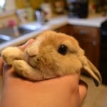 Gabby Torres - @normanbunny - Instagram