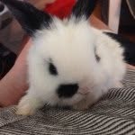 norman - @norman_bunny - Instagram
