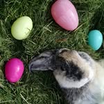 Norman - @norman_the_fuzzy_bunny - Instagram