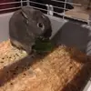 Norman the Bunny - @bunny.norman - TikTok