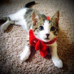 Normandy Cat - @normanburger - Instagram