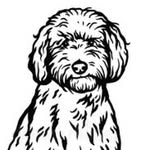 Norman Card - @normanflufftails - Instagram