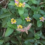 Norman Carpenter - @norman.carpenter1 - Instagram