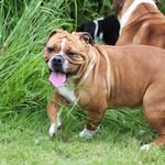 Bulldog continental normandie - @bulldog_continental_normandie - Instagram