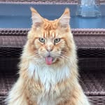 Norman the Mainecoon Cat - @norman_the_maine_coon - Instagram