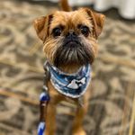 Norman Cornelius - @norman_the_brussels - Instagram