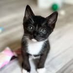@lakenormankittycrew - Instagram