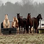 Norman Family Farm - @normancrewfarm - Instagram