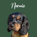 Norman Vertigan-Crouch - @normiethecocker - Instagram