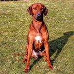 Norman Dahl - @norman.dahl22 - Instagram