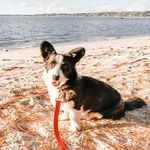 norman & dennis - @globrewdogs - Instagram