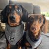 Norman and Dennis sausages - @norman.and.dennis - TikTok