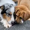 dodgerandnorman - @dodgerandnorman - TikTok