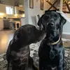 Delaura Bachmann - @norman.n.edgar - TikTok