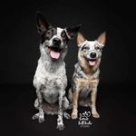 Norman and Edgar 🖤🤍 - @norman_and_edgar - Instagram