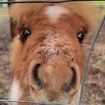 Norman Edgar - Therapy Pony - @norman.ed.gar - Instagram